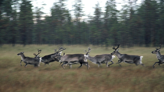 Porotokka suolla